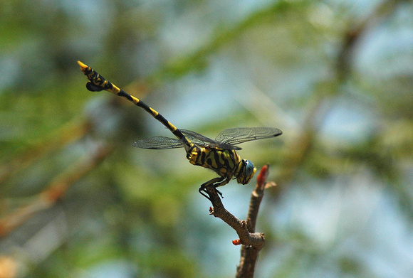 Dragonfly sp