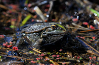 Marsh Frog