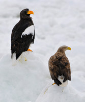 Steller's Sea Eagle and White -tailed Eagle