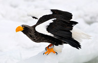 Japan 2015 (Steller's Sea Eagle)