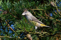 Parrot Crossbill