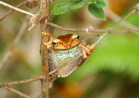 Tree Frog sp
