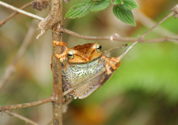 Tree Frog sp