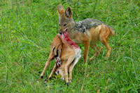 Black-backed Jackal