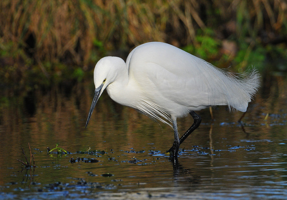 Little Egret