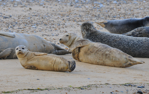Grey & Common Seals