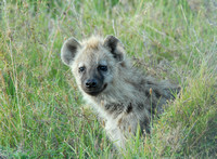Hyena