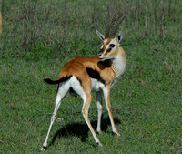 Tanzania