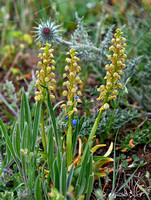 Man Orchid