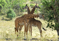 Masai Giraffe