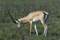 Grant's Gazelle