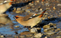 Bohemian Waxwing