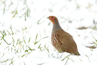 Grey Partridge