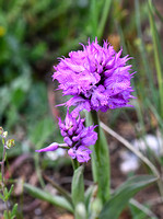 Spectacled Orchid