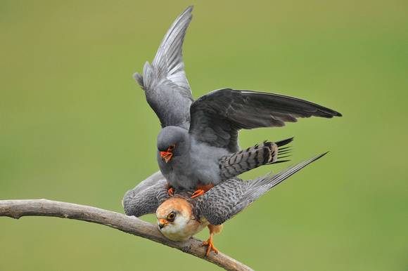 Red-footed Falcons
