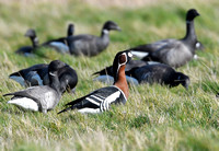 Redbreasted Goose