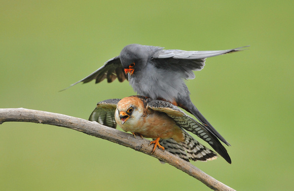 Red-footed Falcons
