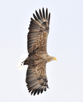 White-tailed Eagle