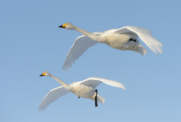 Whooper Swans