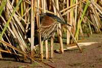 Green Heron