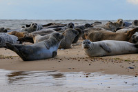 Grey & Common Seals