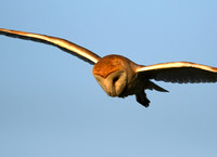 Barn Owl