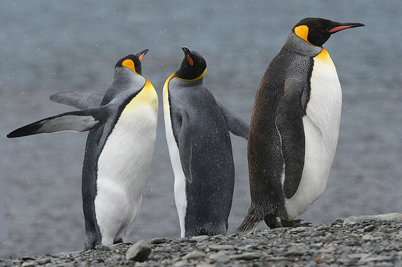 King Penguins