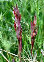 Plough-share Tongue Orchid